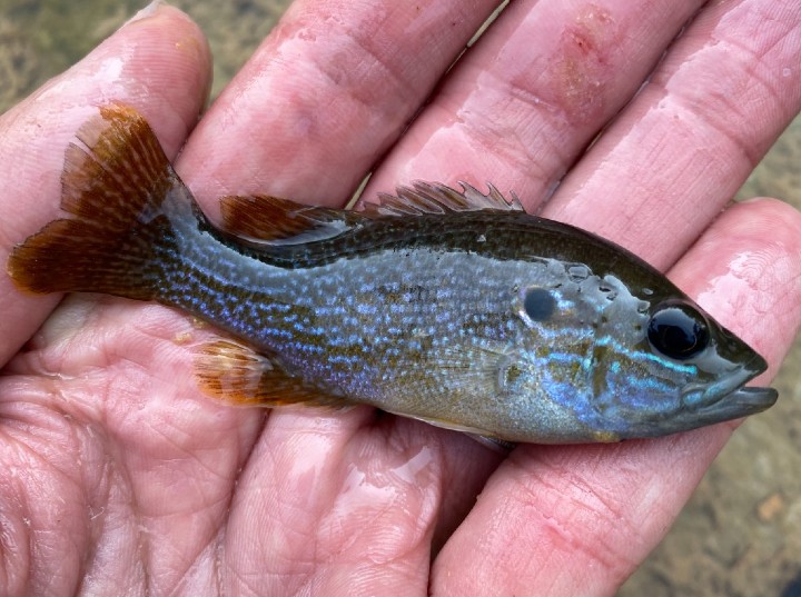 Green Sunfish